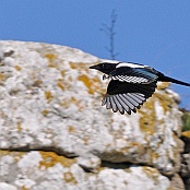 Common Magpie  "Pica pica"